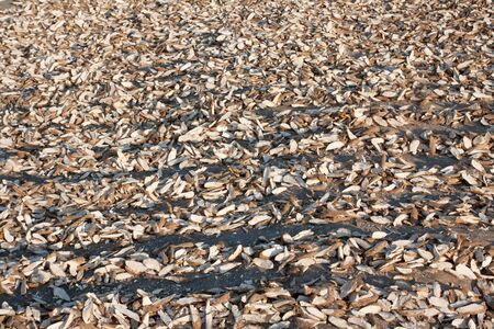 Tapioca are cut into pieces and then dried in the sun 