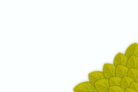 leaf on white isolated