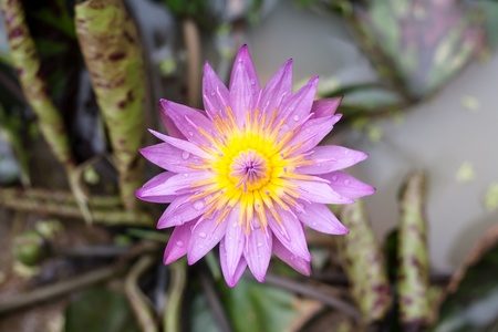 lotusの写真素材