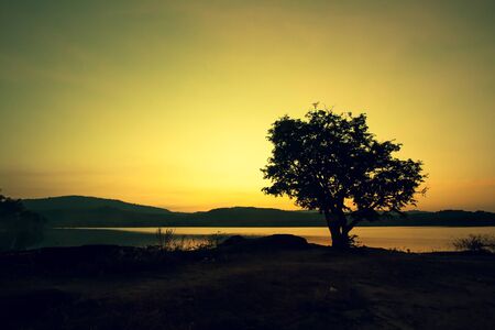tree on sunset backgroundの写真素材