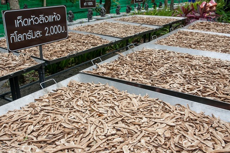 Dried Lingzhi mushroom or Ganoderma tsugaeの写真素材