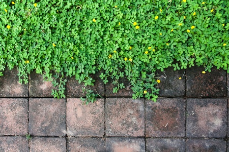 Small yellow flower blooming on the  wall, Pinto Peanut plant