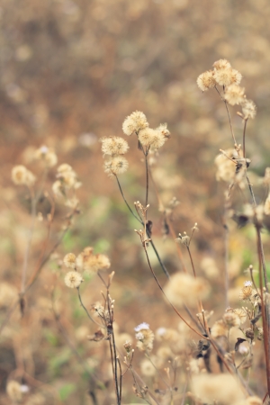 Flowers and grass with soft lightの写真素材
