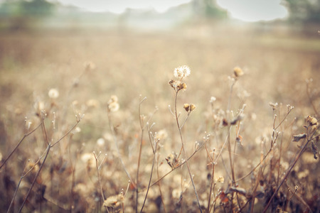 Flowers and grass with soft lightの写真素材