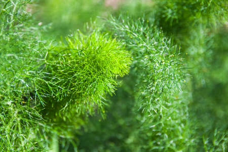 Branch of fresh green dill.の写真素材