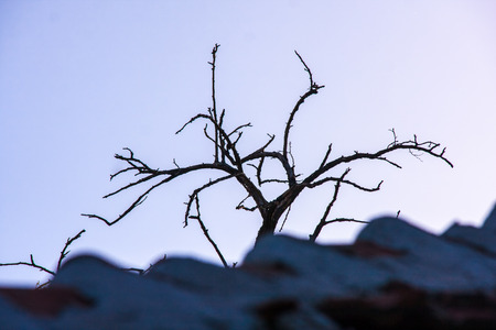 Dead tree branch  isolated on sky background の写真素材