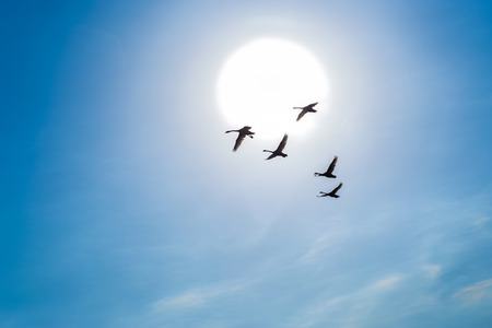 Swans flying in a blue skyの写真素材