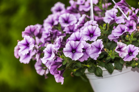 Flowers in gardenの写真素材