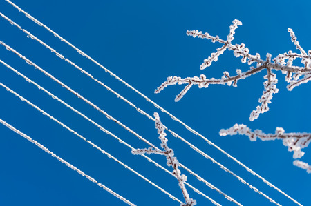Branch with frost snowflakes-Frozen branchの写真素材