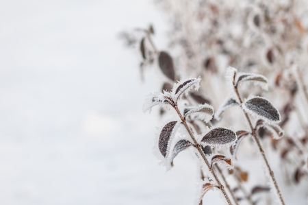 The late fall transmitted to an early winter when the first frost comes and the leaves getting white frost edgesの写真素材