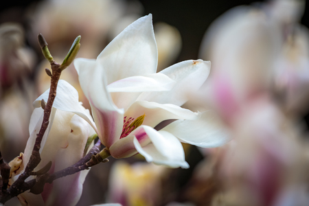 White Magnolia flowers in full blooms. Beautiful creamy magnolia flower.の写真素材