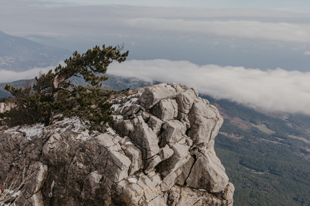 pine on a rock in front of a cliff, winter timeの写真素材