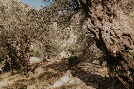old olive groveの写真素材