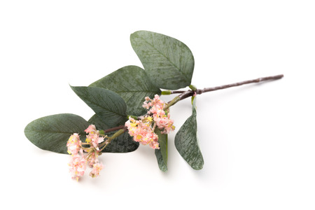 Wooden bowl isolated on white - Imageの写真素材