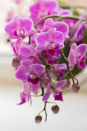retty Blooming Purple Orchid flower - Imageの写真素材