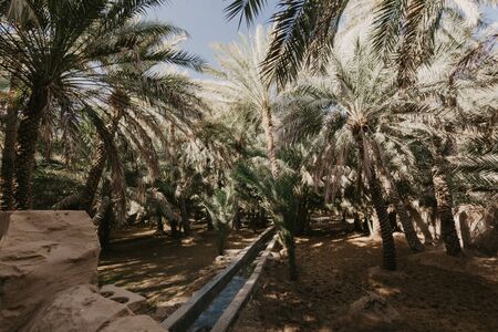 View of the enlisted oasis in Al Ain, UAE - Imageの写真素材