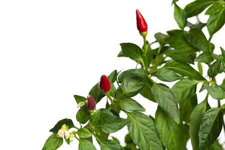 house plant red hot pepper in flowerpot isolated on white background - Imageの写真素材