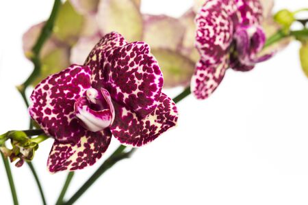 orchid close up view solated on white background - Image