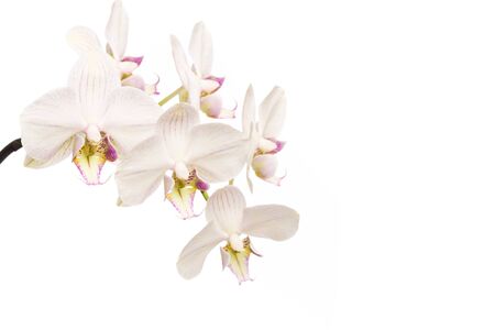 orchid close up view solated on white background - Imageの写真素材