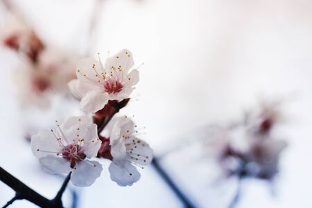 blooming  flower in spring time close up view - Imageの写真素材
