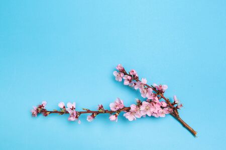 Peach blossom on pastel blue background. Fruit flowers. - Imageの写真素材