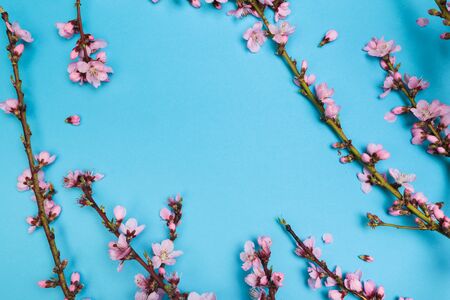 Peach blossom on pastel blue background. Fruit flowers. - Image