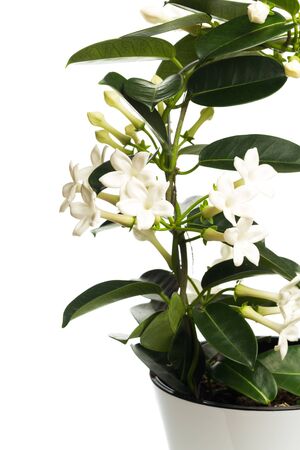 house plant in flowerpot isolated on white background - Imageの写真素材