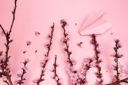 Peach blossom on pastel pink background and paper plane . - Image