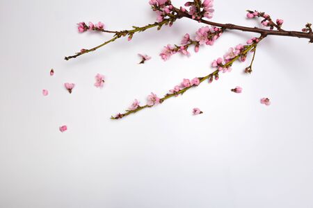 Peach blossom on pastel white background. Fruit flowers. - Imageの写真素材