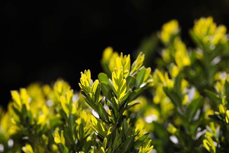 hedge buxus new spring shoots close up view - Imageの写真素材