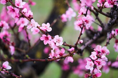 Pink peach flowers begin blooming in the garden. Beautiful flowering branch of peach on blurred garden background. Close-up, spring theme of nature. Selective focus - Imageの写真素材