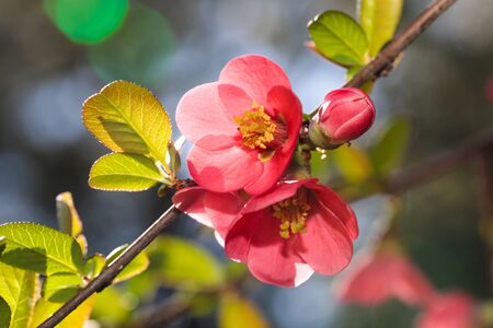 blooming Japanese plum flowers in spring time close up view - Imageの写真素材