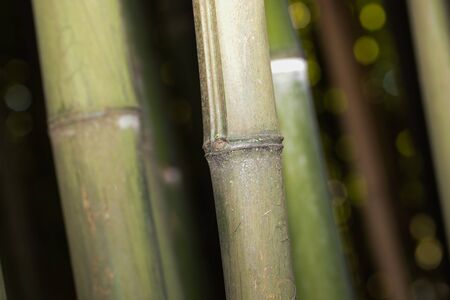 bamboo grove nature background - Imageの写真素材