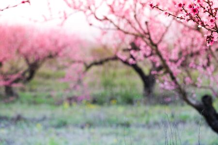 blurred  peach bloom garden background - Imageの写真素材