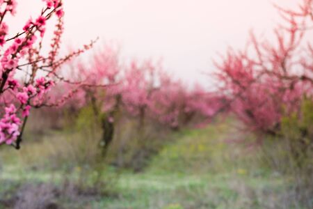 blurred  peach bloom garden background - Image