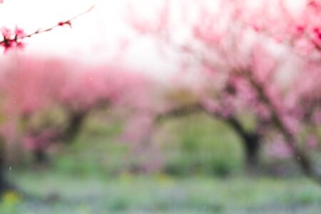 blurred  peach bloom garden background - Image