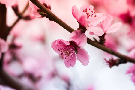 Pink peach flowers begin blooming in the garden. Beautiful flowering branch of peach on blurred garden background. Close-up, spring theme of nature. Selective focus - Imageの写真素材