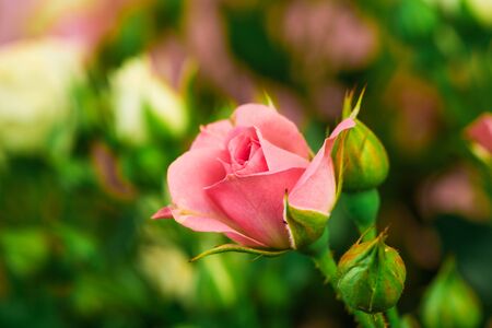 bouquet of small colored roses on a rose  background close up viewの写真素材