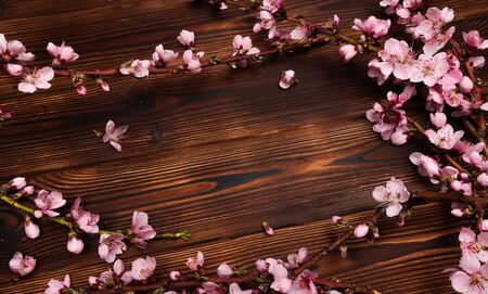 Peach blossom on old wooden background. Fruit flowers. - Image