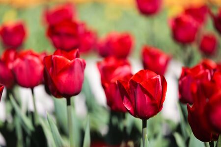Beautiful bouquet of tulips nature background. - Imageの写真素材