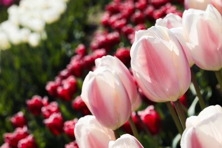 Beautiful bouquet of tulips nature background. - Imageの写真素材