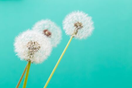 Dandelion clock, close-up, macro - Imageの写真素材