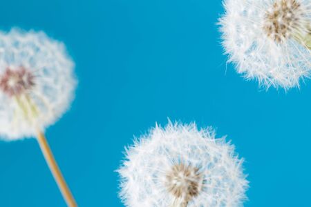 Dandelion clock, close-up, macro - Imageの写真素材