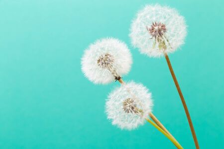 Dandelion clock, close-up, macro - Imageの写真素材
