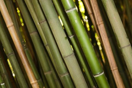 bamboo grove nature background - Imageの写真素材