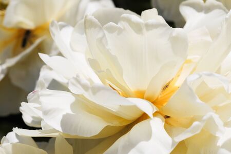 Beautiful bouquet of tulips nature background. - Imageの写真素材