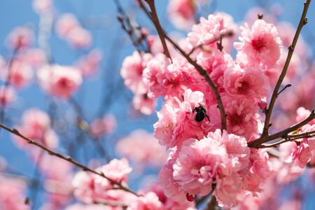sakura cherry blossoms tree in pink color on blue sky background, turn full blooming ,full frame photo good for pink background - Imageの写真素材
