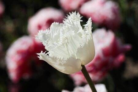 Beautiful bouquet of tulips nature background. - Imageの写真素材