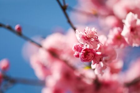 sakura cherry blossoms tree in pink color on blue sky background, turn full blooming ,full frame photo good for pink background - Imageの写真素材