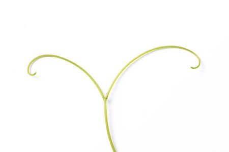 Green leaf. Isolated on a white. - Imageの写真素材